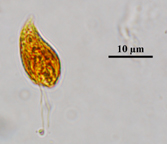Rhodomonas, Lugol's preserved, Auburn University pond